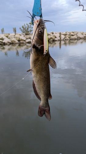 アメリカナマズの釣果