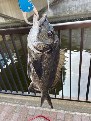 クロダイの釣果