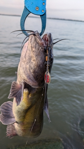 アメリカナマズの釣果