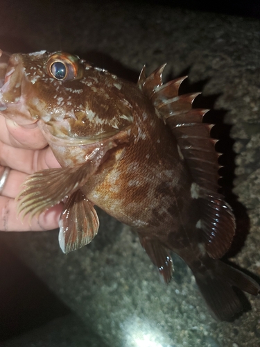 ガシラの釣果