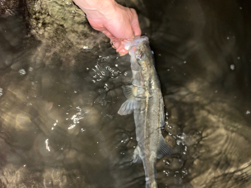 セイゴ（マルスズキ）の釣果