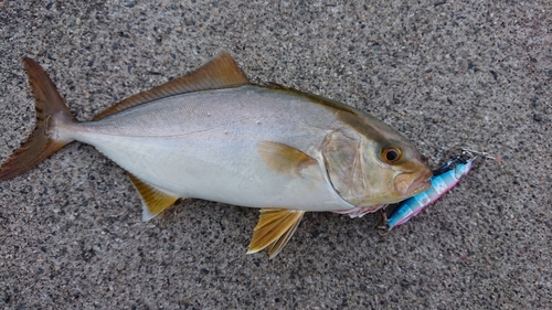 シオの釣果