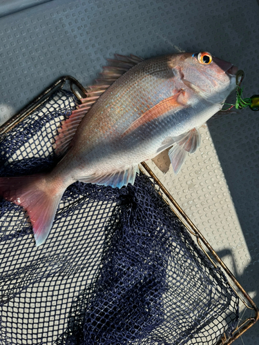 マダイの釣果