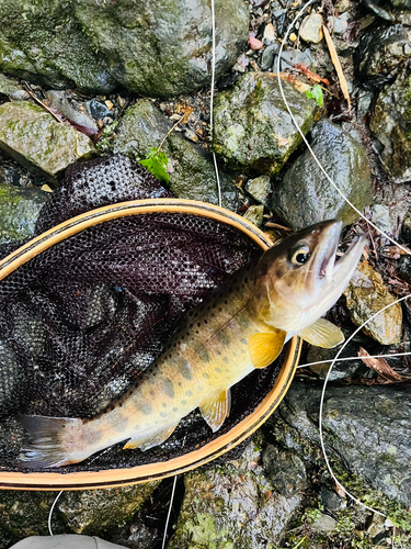 ヤマメの釣果