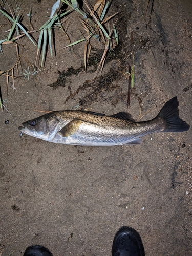 スズキの釣果