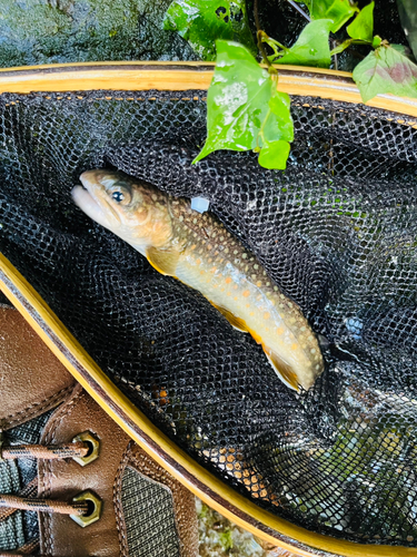 イワナの釣果