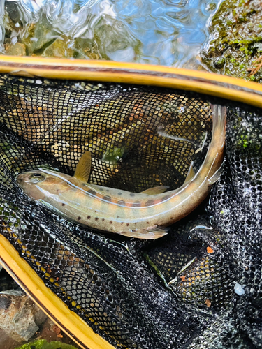 ヤマメの釣果