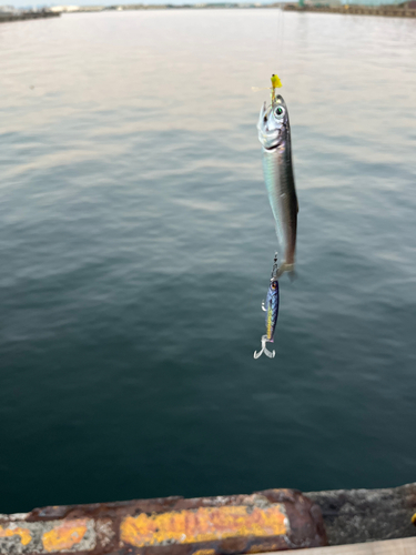 イワシの釣果