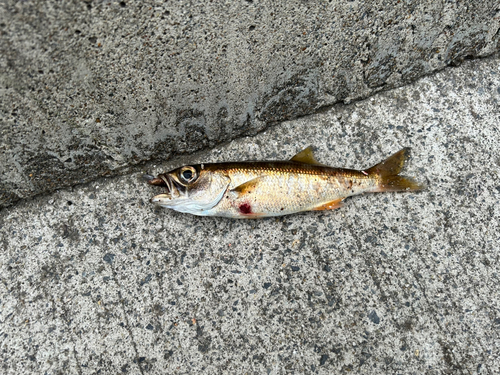 ムツの釣果