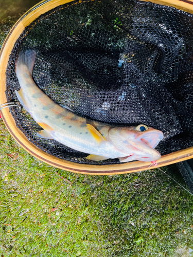 ヤマメの釣果