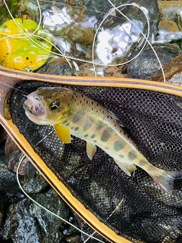 ヤマメの釣果