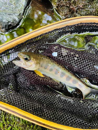 ヤマメの釣果