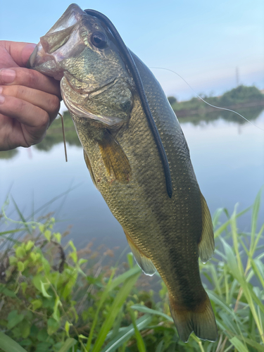 ラージマウスバスの釣果