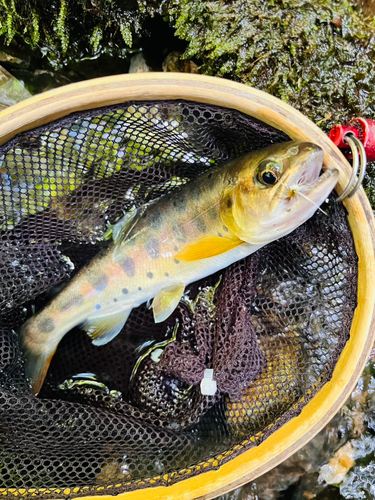 ヤマメの釣果