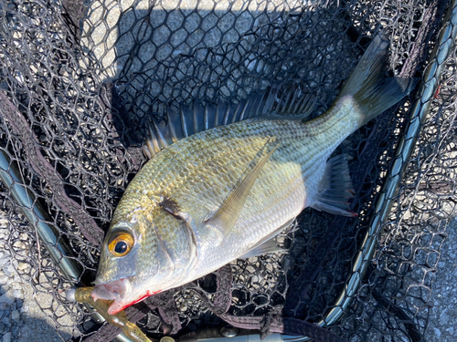 ミナミクロダイの釣果