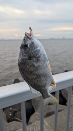 キビレの釣果