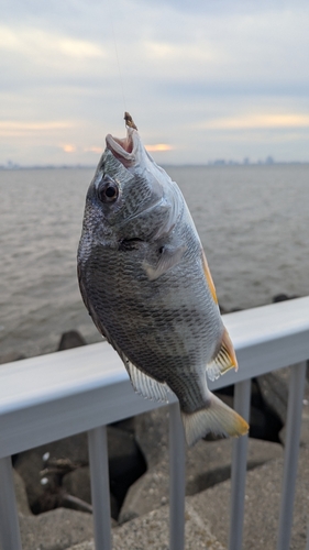 キビレの釣果