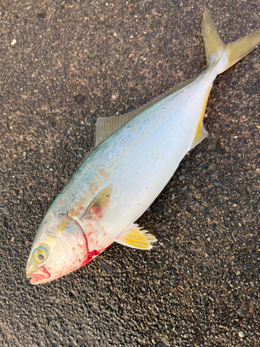 ワカシの釣果