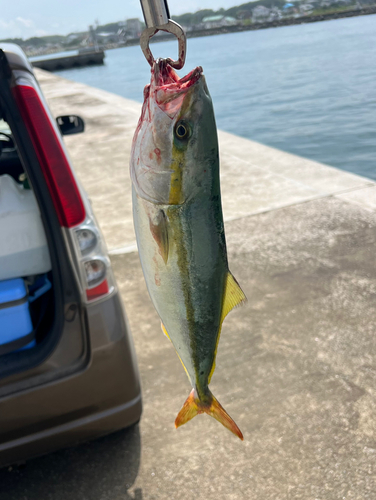 イナダの釣果