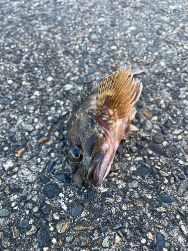 カサゴの釣果