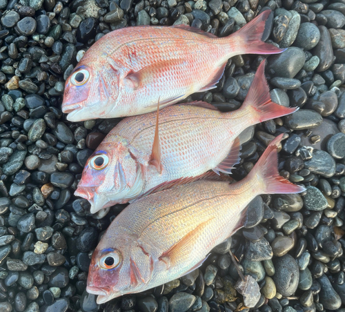 マダイの釣果