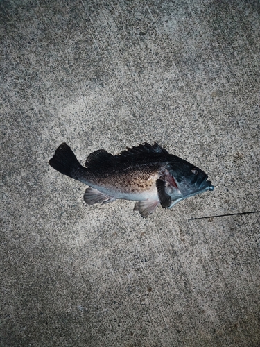 クロソイの釣果