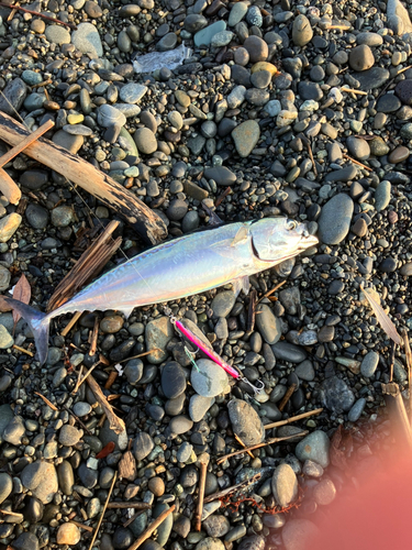 ソウダガツオの釣果