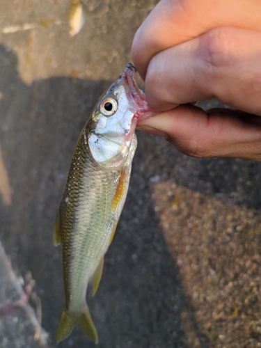 ハスの釣果