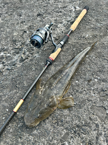 マゴチの釣果