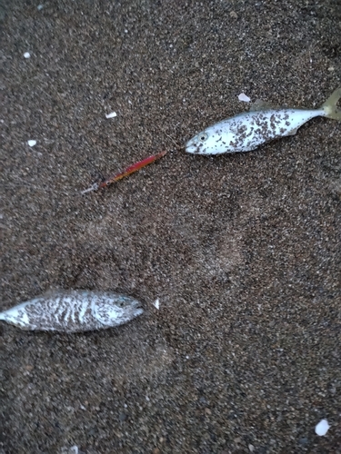 ツバスの釣果