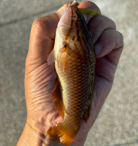 アカササノハベラの釣果