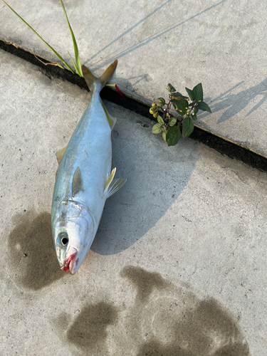 ワカシの釣果