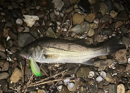 シーバスの釣果