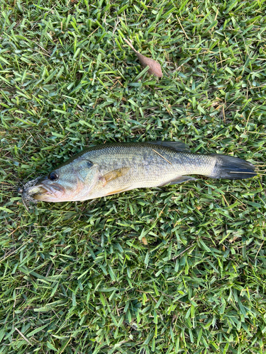 ラージマウスバスの釣果