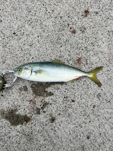 ワカシの釣果