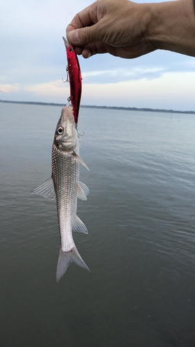 ニゴイの釣果