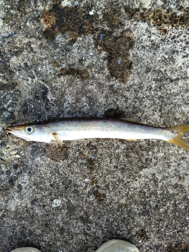 カマスの釣果