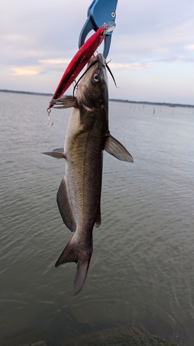 アメリカナマズの釣果