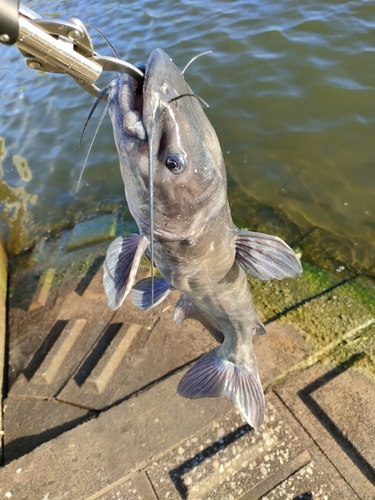 アメリカナマズの釣果