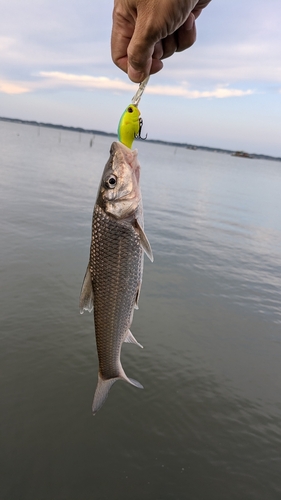 ニゴイの釣果