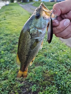 ラージマウスバスの釣果