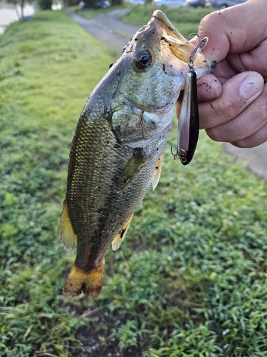 ラージマウスバスの釣果