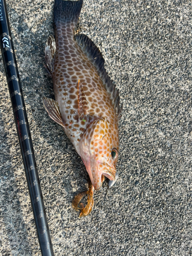 オオモンハタの釣果