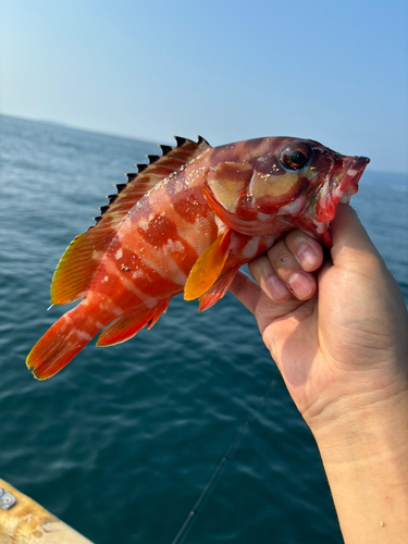 アカハタの釣果