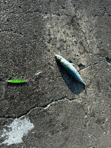 サバの釣果