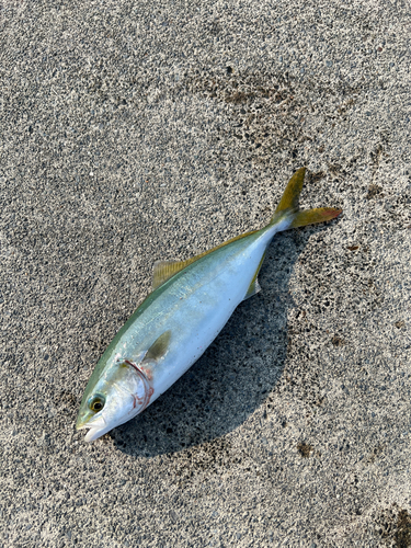 ワカシの釣果