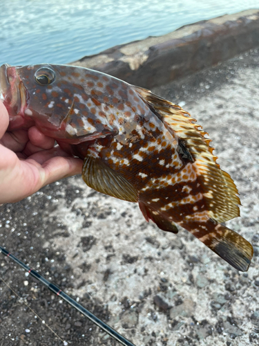 キジハタの釣果