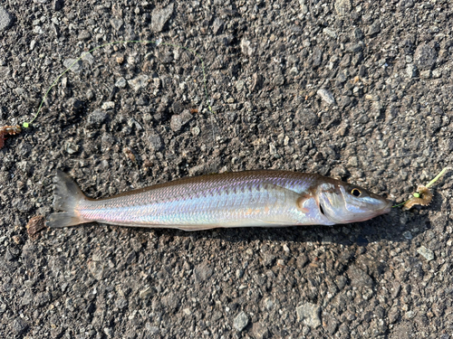 キスの釣果