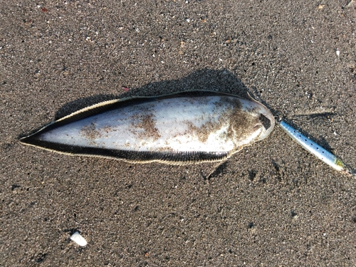 シタビラメの釣果