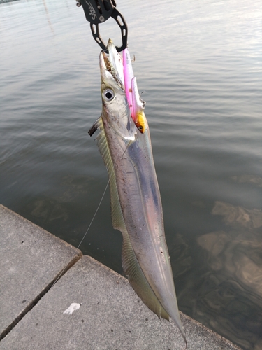 タチウオの釣果